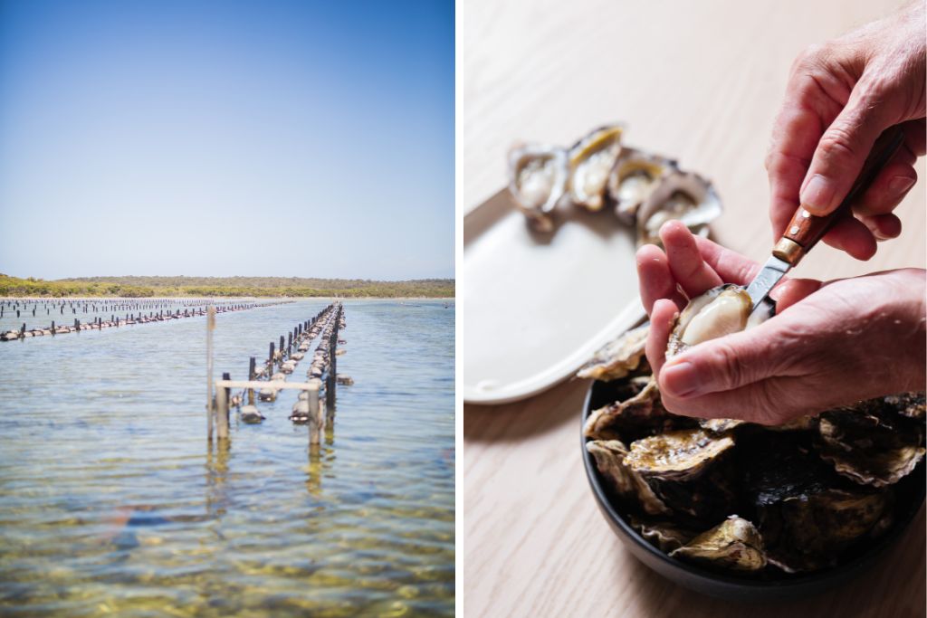 Albany Rock Oysters pristine waters